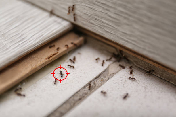 Best Cockroach Control Services  in Fort Pierce, FL