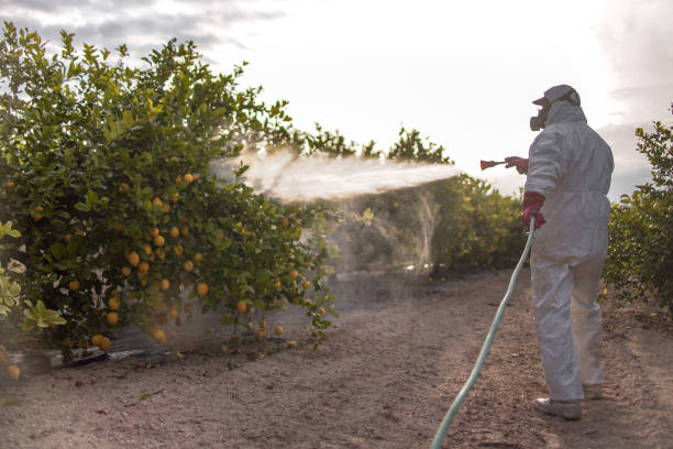Best Rat Extermination Near Me  in Fort Pierce, FL