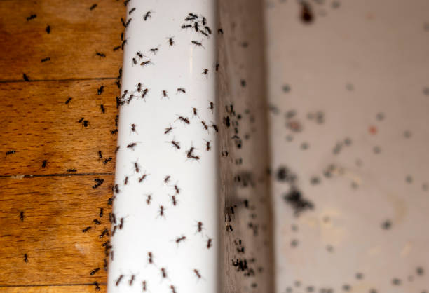 Best Bird Control  in Fort Pierce, FL